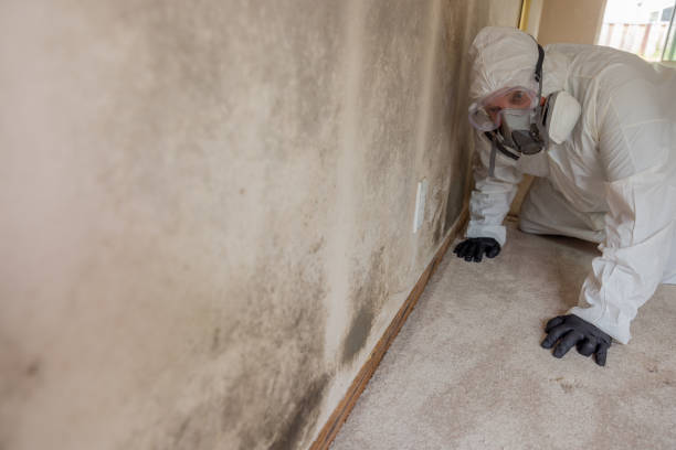 Best Asbestos and Lead Testing During Mold Inspection  in New Lno, LA